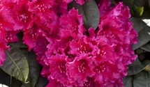 Rhododendron