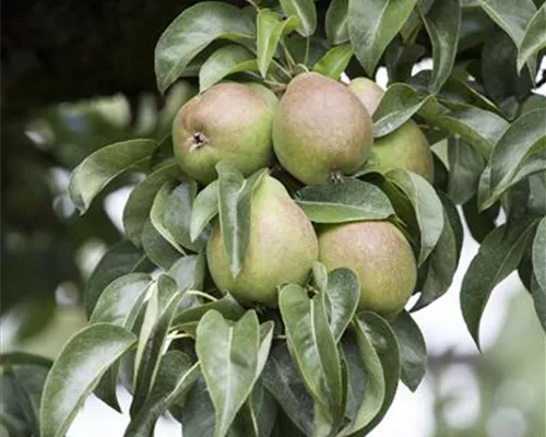 Pyrus com.'Nordhäuser Winterforelle' CAC Pyrus com.'Nordhäuser Winterforelle' CAC