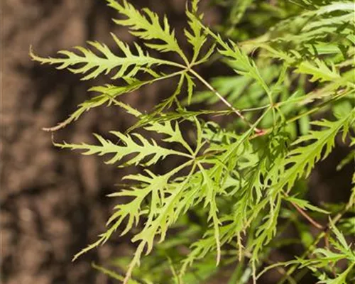 Acer palmatum 'Dissectum Viridis' Acer palmatum 'Dissectum Viridis'