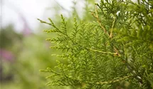 wunderstrauch arten Croton iceton (Wunderstrauch) (XL) kaufen? | Stevie