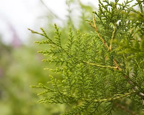 Thuja occidentalis 'Brabant' Thuja occidentalis 'Brabant'