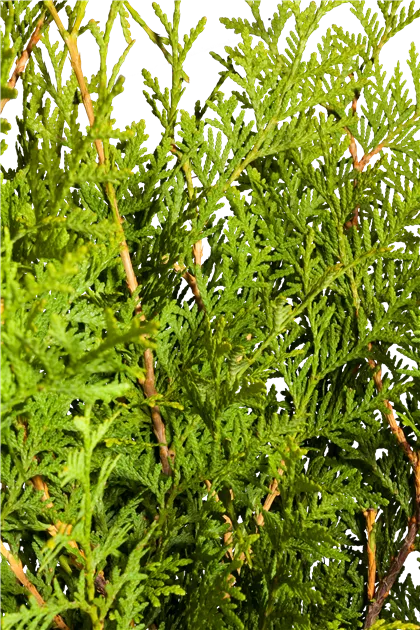 Thuja occidentalis 'Brabant' - Baumschule Teuffenbach
