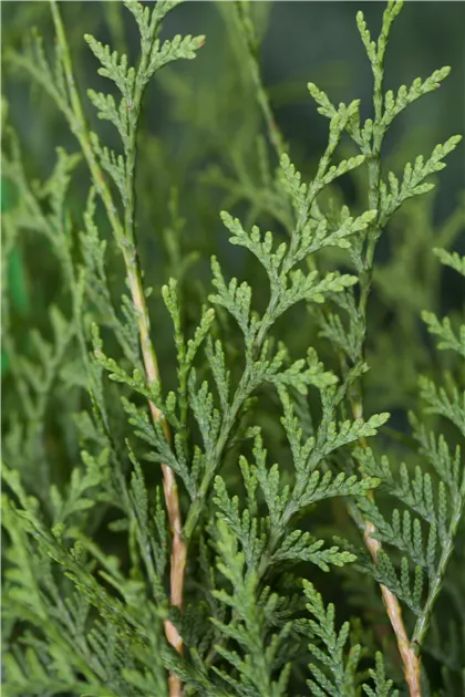 Thuja occidentalis 'Brabant' - Baumschule Teuffenbach