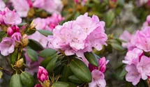 Rhododendron