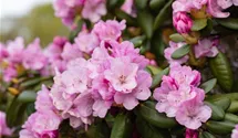 Rhododendron