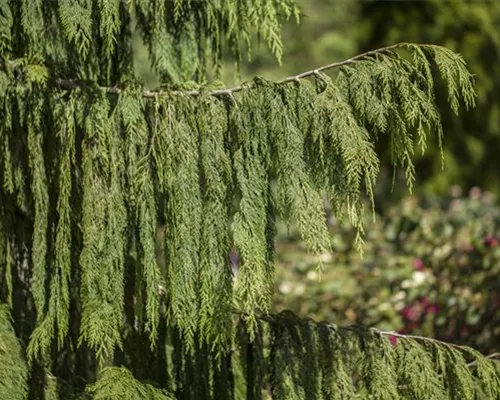 Chamaecyparis nootk.'Pendula'