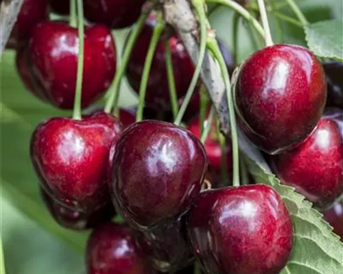 Prunus av.'Kordia' CAC Prunus av.'Kordia' CAC