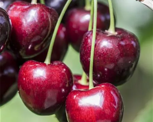 Prunus avium Zwergkirsche Prunus avium Zwergkirsche