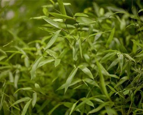 Phyllostachys aureosulcata Phyllostachys aureosulcata