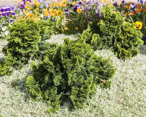 Chamaecyparis obtusa 'Nana Gracilis'