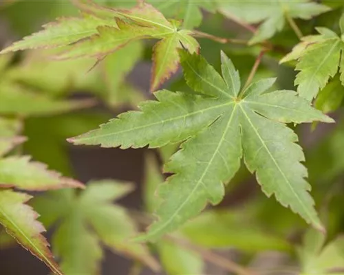 Acer palmatum 'Sangokaku'