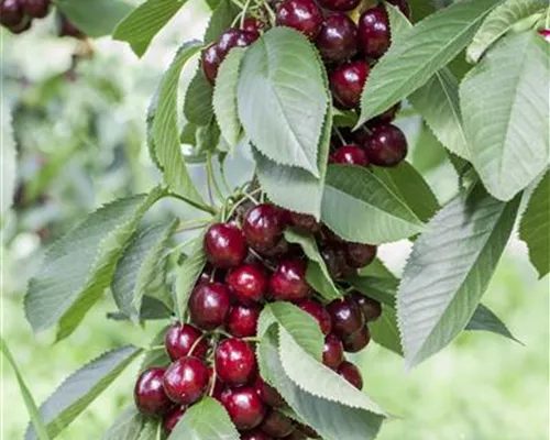 Prunus av.'Lapins' CAC Prunus av.'Lapins' CAC