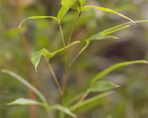 Phyllostachys aureosulcata spectabilis Phyllostachys aureosulcata spectabilis