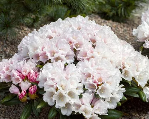 Rhododendron yak.'Edelweiß' II Rhododendron yak.'Edelweiß' II