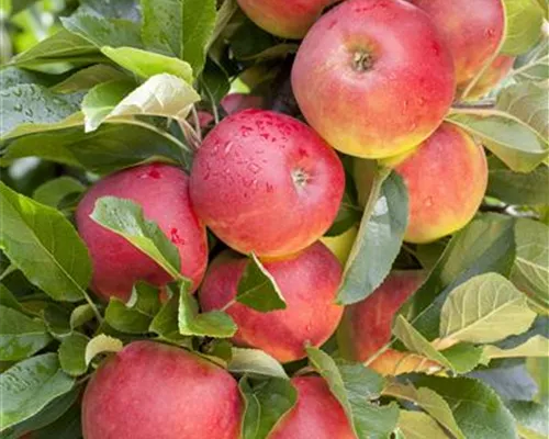 Malus 'Elstar' CAC Malus 'Elstar' CAC