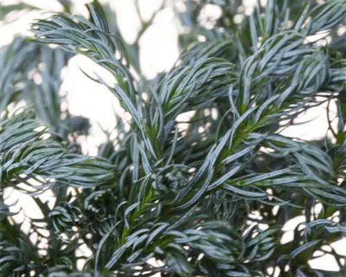 Chamaecyparis pis.'Boulevard'