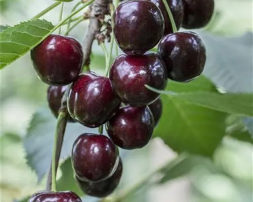 Prunus av.'Regina' CAC Prunus av.'Regina' CAC