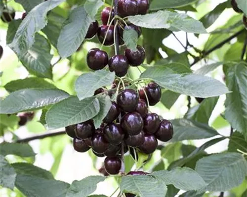 Prunus cer.'Schattenmorelle' CAC Prunus cer.'Schattenmorelle' CAC