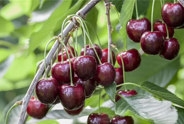 Prunus avium 'Regina'
