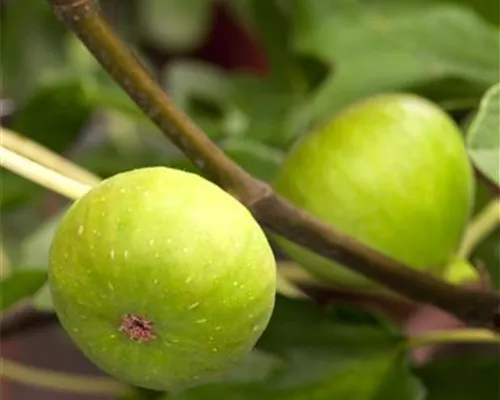 Ficus carica i.S. CAC Ficus carica i.S. CAC