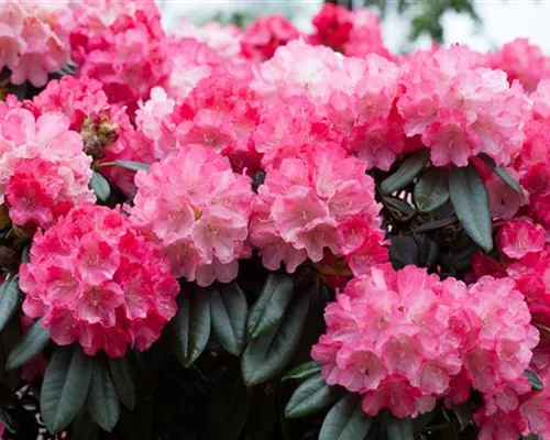 Rhododendron yak.'Fantastica' I