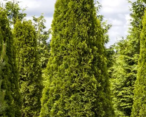 Thuja occidentalis 'Smaragd' Thuja occidentalis 'Smaragd'
