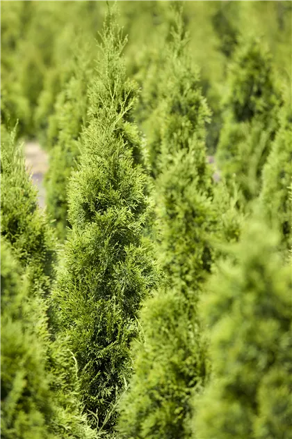 Thuja occidentalis 'Smaragd' - Baumschule Teuffenbach