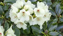 Rhododendron