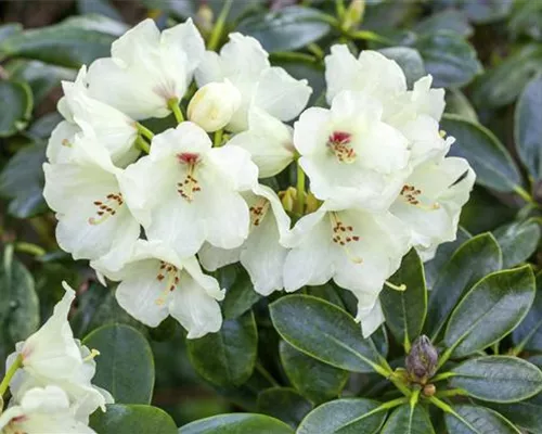 Rhododendron yak.'Flava' I