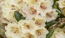 Rhododendron