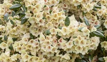 Rhododendron