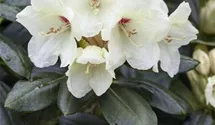 Rhododendron