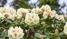 Rhododendron