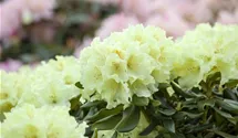 Rhododendron