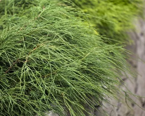 Chamaecyparis pis.'Filifera Nana'