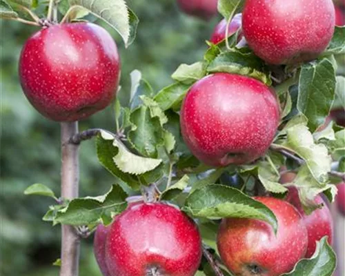 Malus 'Florina' CAC Malus 'Florina' CAC