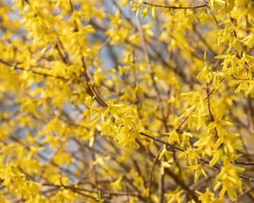 Forsythia 'Maree d'Or' -R-