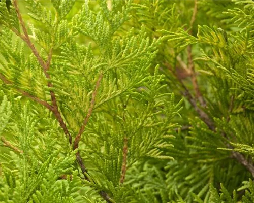 Thuja occidentalis 'Sunkist' Thuja occidentalis 'Sunkist'