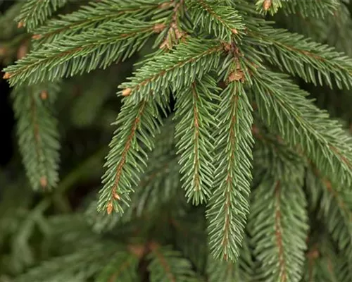 Picea abies 'Inversa' Picea abies 'Inversa'