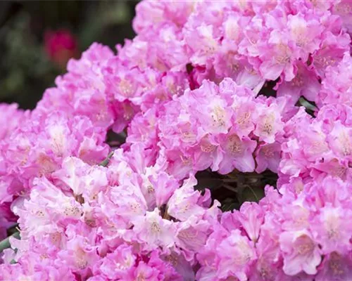 Rhododendron yak.'Kalinka' I Rhododendron yak.'Kalinka' I