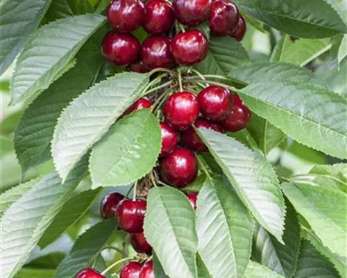 Prunus av.'Van' CAC Prunus av.'Van' CAC