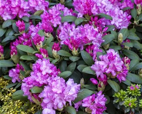 Rhododendron yak.'Lumina' I