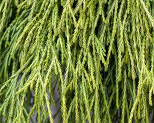 Chamaecyparis pis.'Sungold'