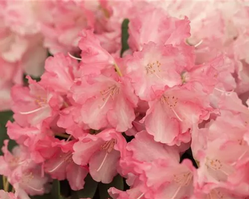 Rhododendron yak.'Marlis' I