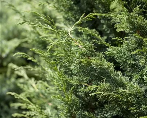 Juniperus virginiana 'Canaertii' Juniperus virginiana 'Canaertii'