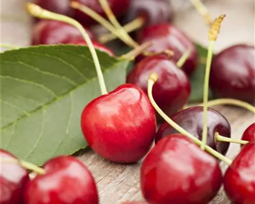 Prunus avium Prunus avium