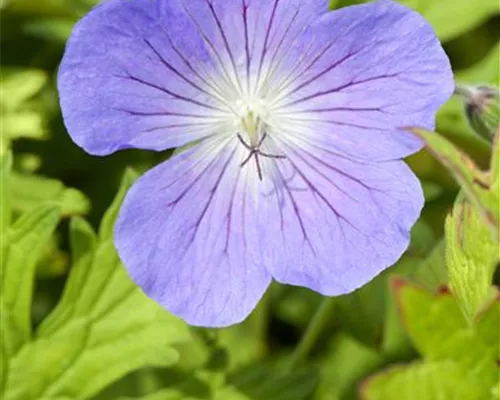 Geranium pratense 'Johnson's Blue'