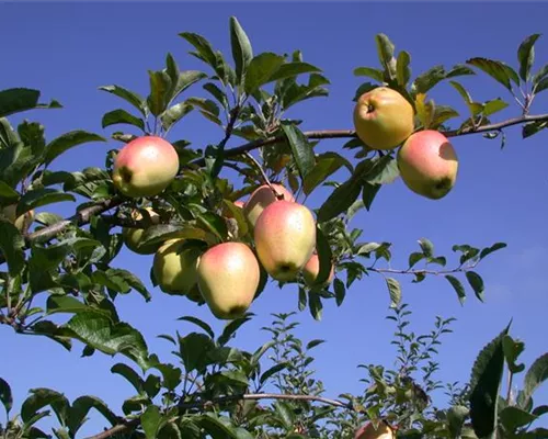 Malus 'Gelber Bellefleur' CAC Malus 'Gelber Bellefleur' CAC