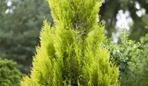 Riesenthuje