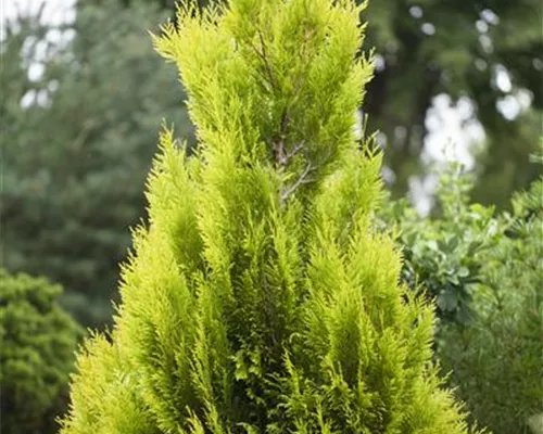 Thuja plicata '4ever Goldy' Thuja plicata '4ever Goldy'